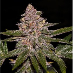 Radical Juice 5 u. fem. Ripper Seeds