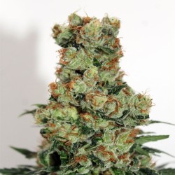 Ripper Badazz 1 u. fem. Ripper Seeds