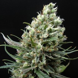 Ripper Haze 1 u. fem. Ripper Seeds