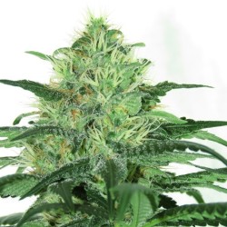 Sideral 1 u. fem. Ripper Seeds