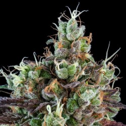 Sour Ripper 1 u. fem. Ripper Seeds