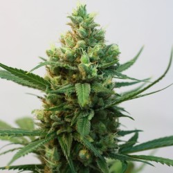 Toxic 5 u. fem. Ripper Seeds