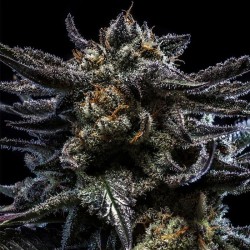 Zombie Kush 3 u. fem. Ripper Seeds