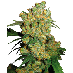 Big Bud 1 u. fem. Sensi Seeds