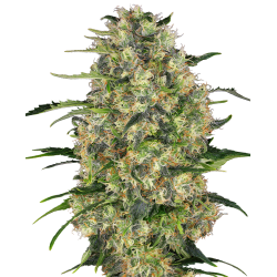 Black Domina 1 u. fem. Sensi Seeds