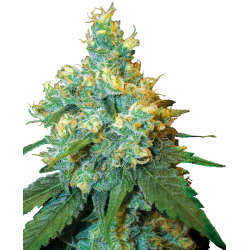 Jack Herer 1 u. fem. Sensi Seeds