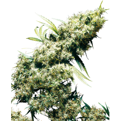 Jamaican Pearl 3 u. fem. Sensi Seeds