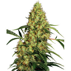 Mexican Sativa 1 u. fem. Sensi Seeds