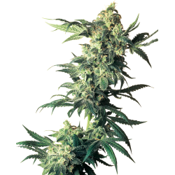 Northern Lights 1 u. fem. Sensi Seeds