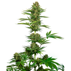 Satin Black Domina CBD 1 u. fem. Sensi Seeds