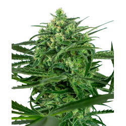 Sensi Amnesia 1 u. fem. Sensi Seeds