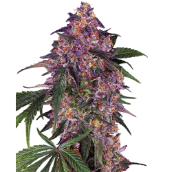 Sensi Purple Kush 1 u. fem. Sensi Seed