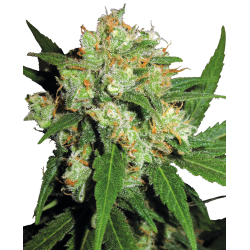 Sensi Skunk 1 u. fem. Sensi Seeds