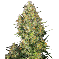 Shiva Skunk 1 u. fem. Sensi Seeds