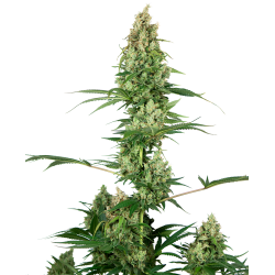 Silver Fire 1 u. fem. Sensi Seeds