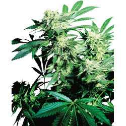 Skunk Kush 1 u. fem. Sensi Seeds