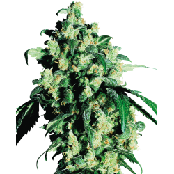 Super Skunk 1 u. fem. Sensi Seeds