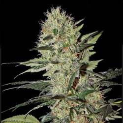 Auto Exodus Cheese 1 u. fem.