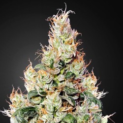 Auto Exodus Cheese CBD 10 u. fem.