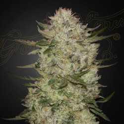 Auto HighCloudz 1 u. fem.