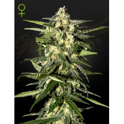 Auto Jack Herer 1 u. fem. Green House