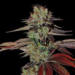 Auto Kings Kush 1 u. fem.