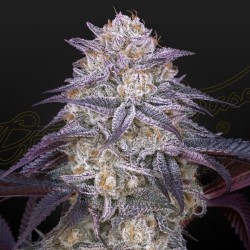 Auto King´s Juice 1 u. fem.