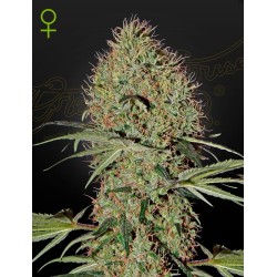 Auto Super Bud 1 u. fem. Green House