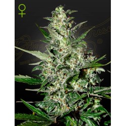 Auto Super Critical 1 u. fem. Green House