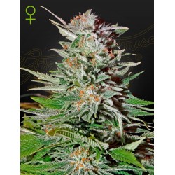 Auto Super Lemon Haze 1 u. fem. Green House