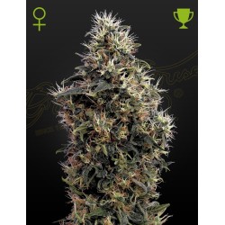 Auto Sweet Mango 1 u. fem. Green House