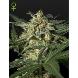 Auto White Widow 1 u. fem. Green House