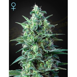 Auto White Widow CBD 3 u. fem. Green House