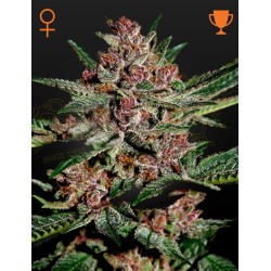 Bubba Kush 1 u. fem. Green House