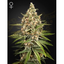 Bubba Slush 3 u. fem. Green House