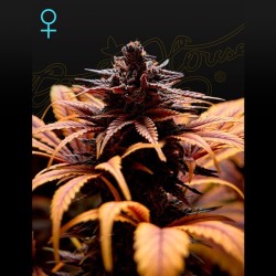 Deep Candy CBD 1 u. fem.