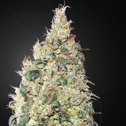 Franco´s Lemon Cheese 1 u. fem.