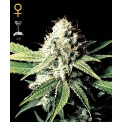 Great White Shark 3 u. fem