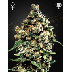 Jack Herer 1 u. fem. Green House