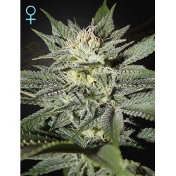 King's Kush CBD 10 u. fem. Green House