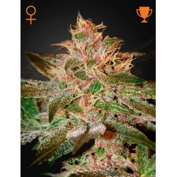 Pure Kush 1 u. fem. Green House