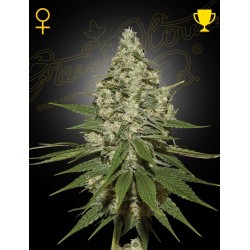 Super Lemon Haze 1 u. fem. Green House