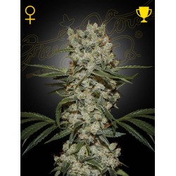 Super Silver Haze 3 u. fem. Green House