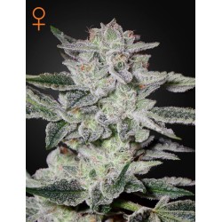 Sweet Valley Kush 1 u. fem. Green House