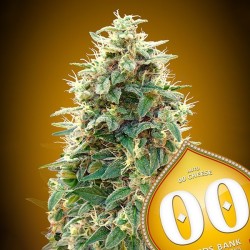 Auto 00 Cheese 5 u. fem.