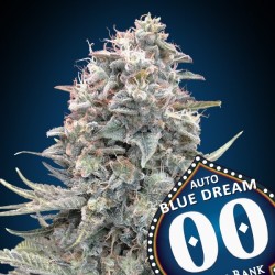 Auto Blue Dream 5 u. fem.