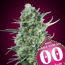 Auto Bubble Gum XXL 100 u. fem.