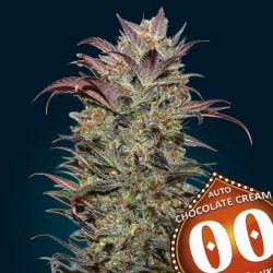 Auto Chocolate Cream 25 u. fem