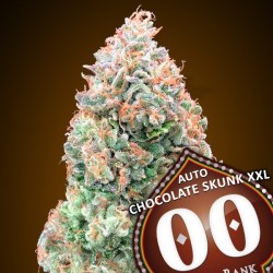 Auto Chocolate Skunk XXL 100 u. fem.