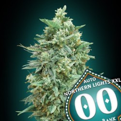 Auto Northern Lights XXL 100 u. fem.